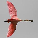 Spoonbill In Flight_45961